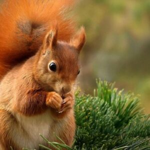 1366x768 Cute Squirrel Wallpaper Cute Squirrel Red Squirrel Squirrel