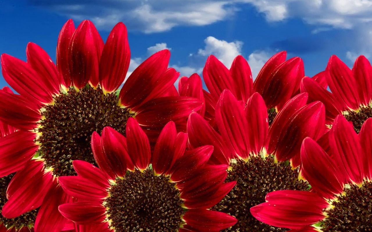 1440x900 Beautiful Lovely Reds Red Sunflowers Sunflower Wallpaper Heirlooms Flowers