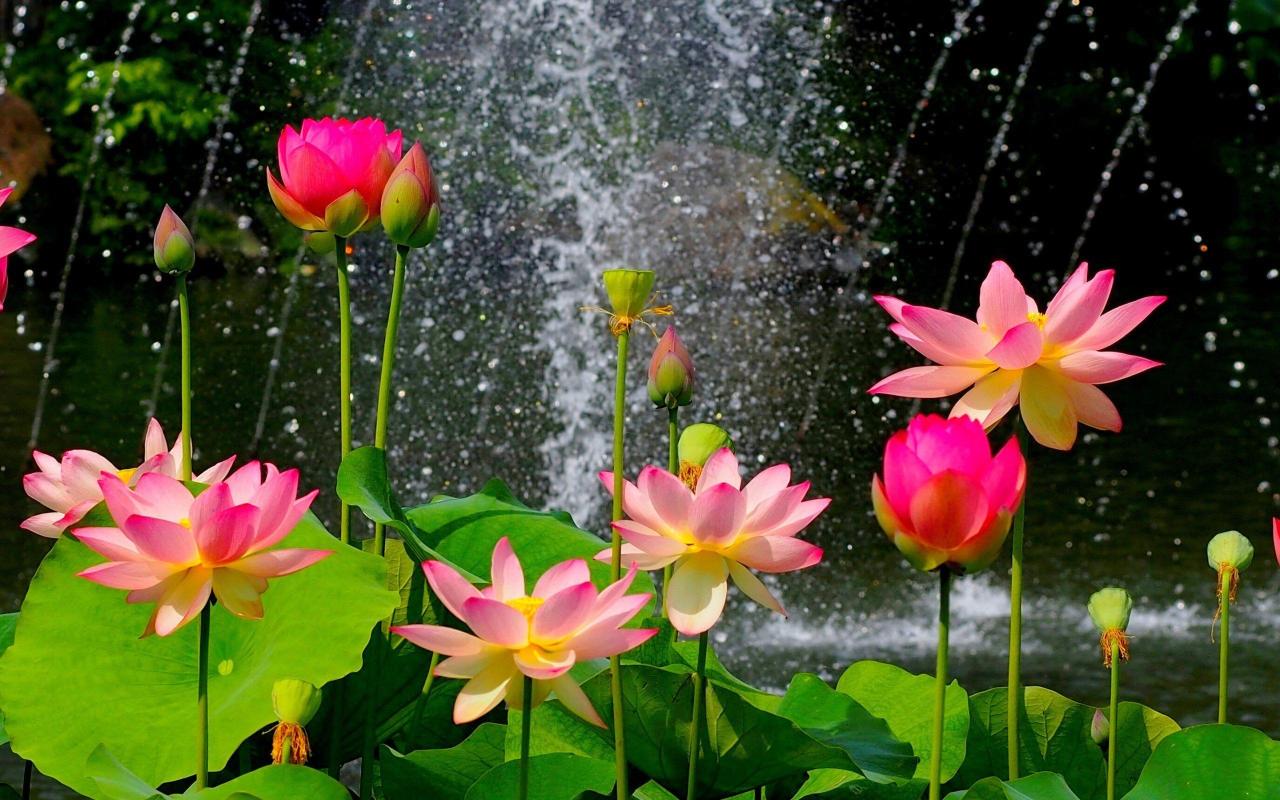 2560x1600 Nature Flower Garden Wild Pink Hd Wallpaper Wallpaper 2560x1600 255770 Lotus Flower Wallpaper Lotus Image Flower Wallpaper