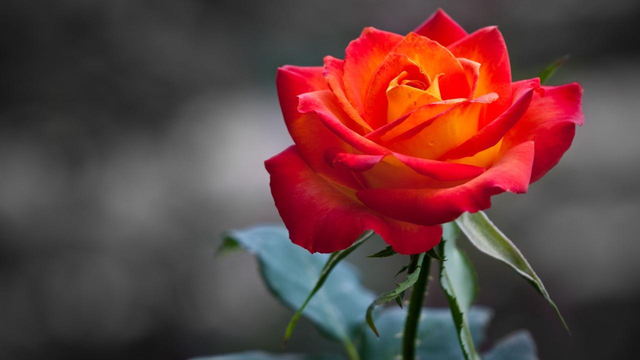 2560x1440 Orange Red Rose Hd Wallpaper For Desktop Rose Flower Wallpaper Orange Roses Beautiful Roses