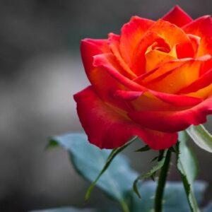 2560x1440 Orange Red Rose Hd Wallpaper For Desktop Rose Flower Wallpaper Orange Roses Beautiful Roses