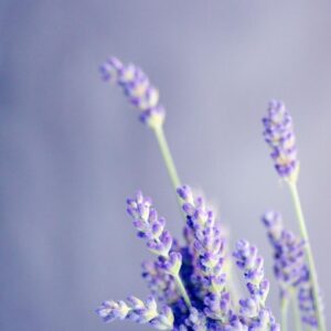 1000x1500 Lavender Picture