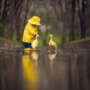2048x1540 Situation Child A Yellow Raincoat Birds Geese Animal Reflection Rain