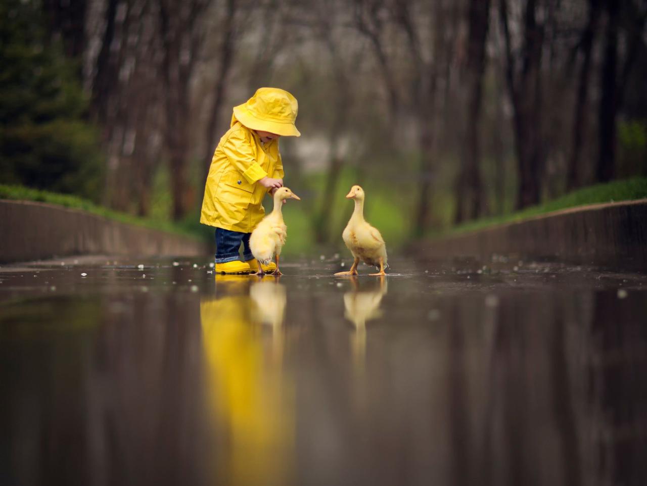 2048x1540 Situation Child A Yellow Raincoat Birds Geese Animal Reflection Rain